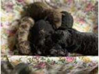 Labradoodle Puppy for sale in Lagro, IN, USA