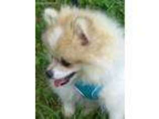 Pomeranian Puppy for sale in Clyde, NC, USA
