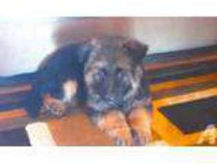 German Shepherd Dog Puppy for sale in TOPPENISH, WA, USA