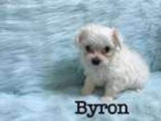 Maltese Puppy for sale in Petal, MS, USA