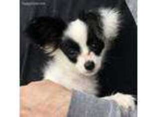 Papillon Puppy for sale in Strong City, KS, USA