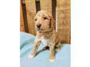 Labradoodle Puppy for sale in Wedgefield, SC, USA
