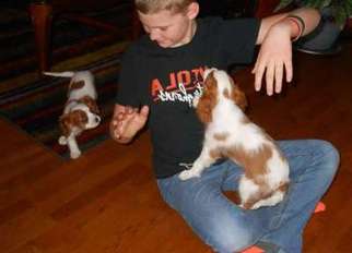 Cavalier King Charles Spaniel Puppy for sale in Rutherford, NJ, USA