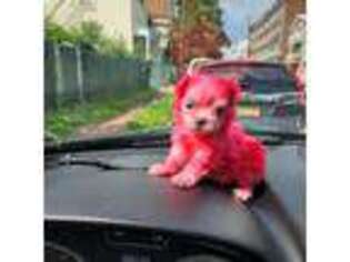 Maltese Puppy for sale in Edison, NJ, USA