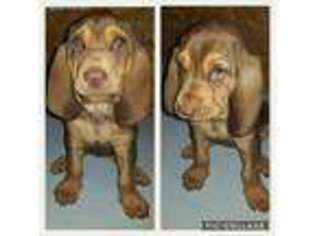 Bloodhound Puppy for sale in Toccoa, GA, USA