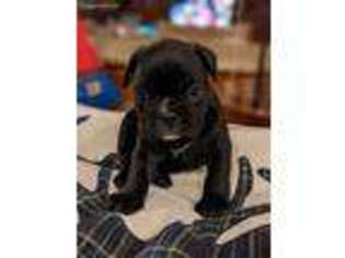 French Bulldog Puppy for sale in Sammamish, WA, USA