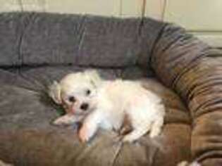 Maltese Puppy for sale in Greenwich, CT, USA