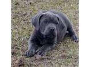 Cane Corso Puppy for sale in Kirbyville, TX, USA