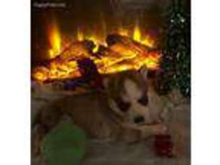 Siberian Husky Puppy for sale in Casper, WY, USA