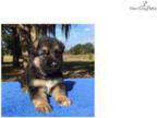 German Shepherd Dog Puppy for sale in Saint Augustine, FL, USA