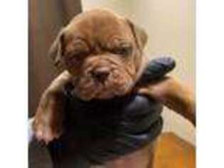 Olde English Bulldogge Puppy for sale in Gilroy, CA, USA