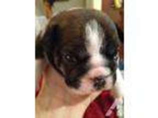 Bulldog Puppy for sale in SEALY, TX, USA
