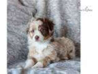 Miniature Australian Shepherd Puppy for sale in Harrisburg, PA, USA