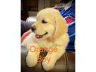 Golden Retriever Puppy for sale in Russiaville, IN, USA