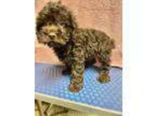 Cavapoo Puppy for sale in Sevierville, TN, USA