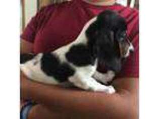 Dachshund Puppy for sale in Spartanburg, SC, USA