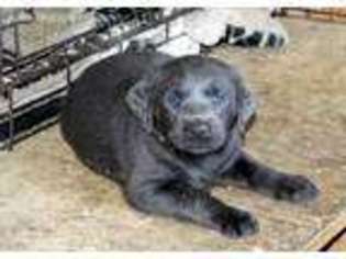 Labrador Retriever Puppy for sale in Lompoc, CA, USA