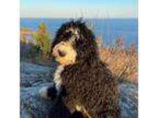 Bernese Mountain Dog Puppy for sale in Duluth, MN, USA