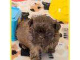 Mutt Puppy for sale in Goodyear, AZ, USA