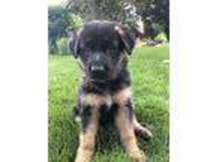 German Shepherd Dog Puppy for sale in Logan, UT, USA