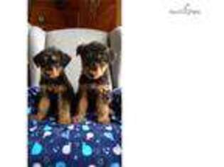 Airedale Terrier Puppy for sale in Grand Rapids, MI, USA