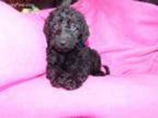 Labradoodle Puppy for sale in Brownstown, IN, USA