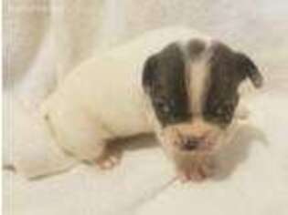 French Bulldog Puppy for sale in Dorchester, NE, USA