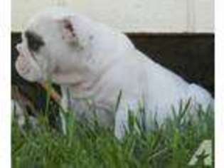 Bulldog Puppy for sale in FARMINGTON, MO, USA