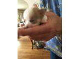 Chihuahua Puppy for sale in South Mills, NC, USA