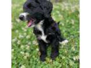 Mutt Puppy for sale in Franklin, IN, USA