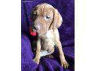 Vizsla Puppy for sale in Riverside, MO, USA