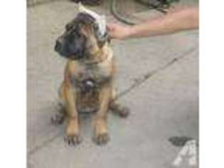 Cane Corso Puppy for sale in KENOSHA, WI, USA