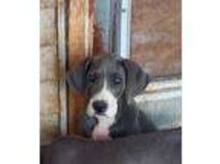Great Dane Puppy for sale in Ava, MO, USA