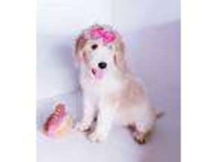 Labradoodle Puppy for sale in Clewiston, FL, USA