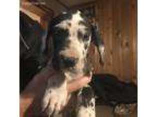 Great Dane Puppy for sale in Adah, PA, USA