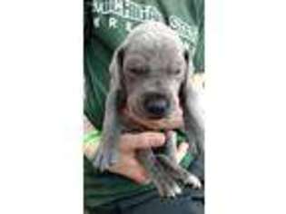 Great Dane Puppy for sale in Clarkston, MI, USA
