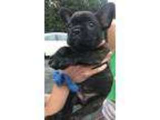 French Bulldog Puppy for sale in Cameron, NC, USA
