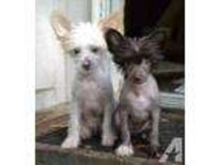 Chinese Crested Puppy for sale in EUSTACE, TX, USA