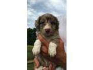 Mutt Puppy for sale in Salt Lick, KY, USA