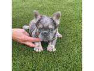 French Bulldog Puppy for sale in Camdenton, MO, USA