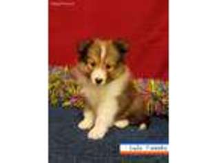 Shetland Sheepdog Puppy for sale in New Waverly, TX, USA