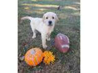 Labrador Retriever Puppy for sale in Linden, TN, USA