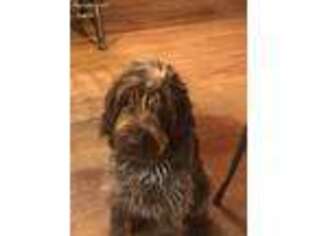 Wirehaired Pointing Griffon Puppy for sale in Bellevue, IA, USA