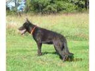 German Shepherd Dog Puppy for sale in Wytheville, VA, USA