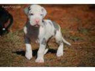 Great Dane Puppy for sale in Bristol, IN, USA