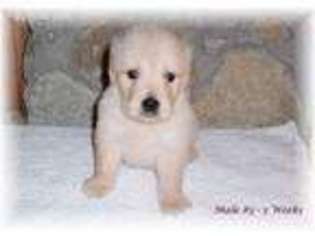 Golden Retriever Puppy for sale in Farmington, MO, USA