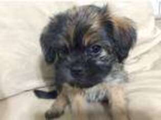 Affenpinscher Puppy for sale in Mission, TX, USA
