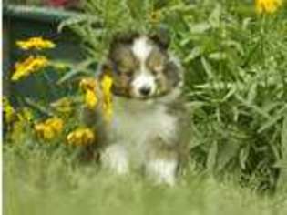 Shetland Sheepdog Puppy for sale in Allendale, MI, USA