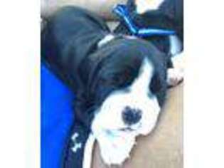 Boxer Puppy for sale in Yale, OK, USA