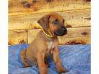 Rhodesian Ridgeback Puppy for sale in Poteau, OK, USA